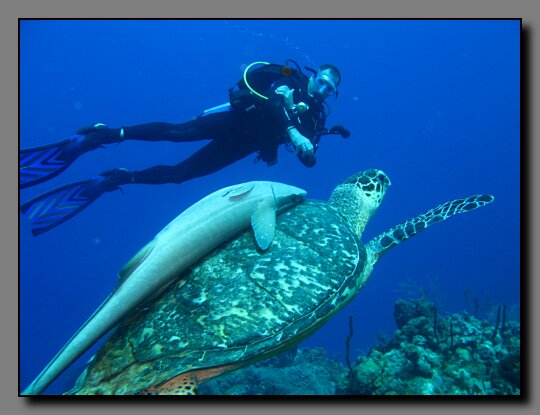 Ken and turtle